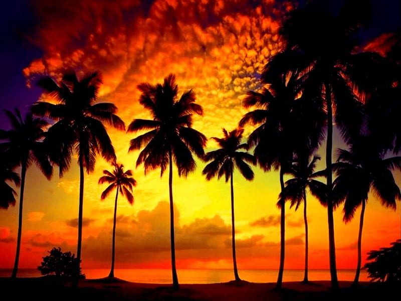 Sunset dream, red, glow, orange, fiery, bonito, sunset, clouds, palm trees, sundown, sunrise, dream, tropics, exotic, sky, palms, fire, island, nature, tropical, HD wallpaper