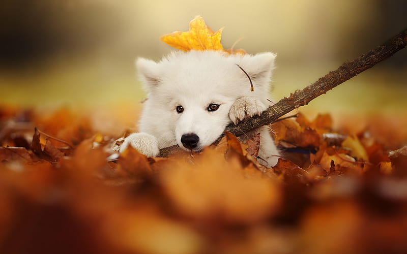 Samoyed, small white puppy, yellow autumn leaves, autumn, cute animals, dogs, pets, HD wallpaper