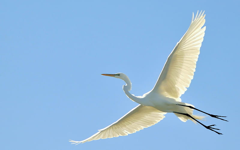 flying great egret-Bird graphy, HD wallpaper