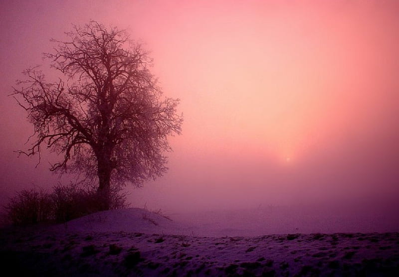 Mist, dew, tree, pink, HD wallpaper | Peakpx
