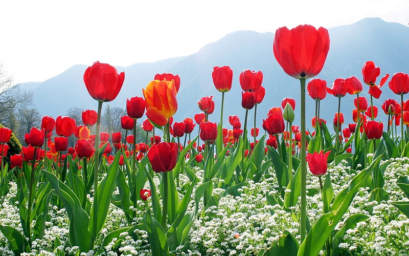 Tulip plantation, red, plantation, nature, field, tulip, HD wallpaper
