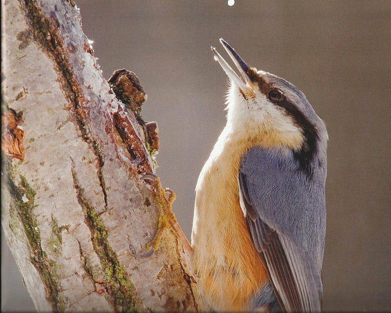 Red-breasted nuthatch, pretty, tree, bird, feathers, HD wallpaper