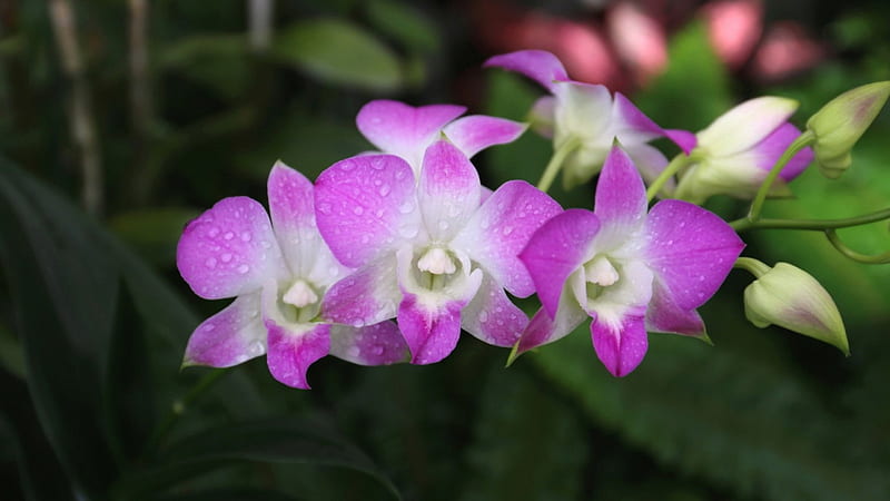 Pink and purple, orchids, bloom, flowers, petals, buds, HD wallpaper