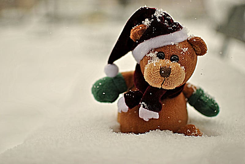 Teddy Bear, Christmas, Holiday, Bear, Santa Hat, HD wallpaper | Peakpx