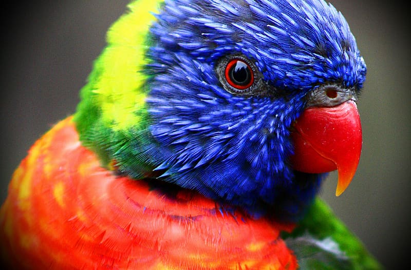 Birds, Animal, Rainbow Lorikeet, HD wallpaper