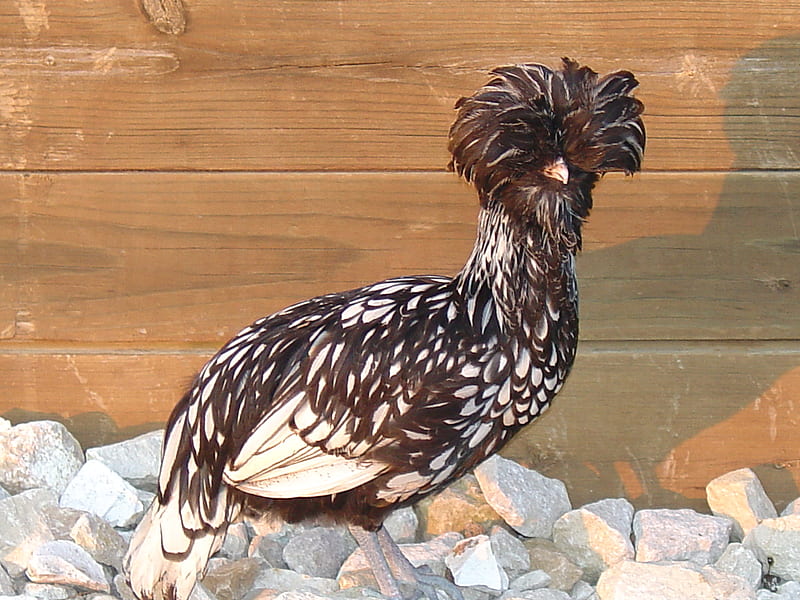 Onagadori rooster, bird, stone, feather, black, white, HD wallpaper