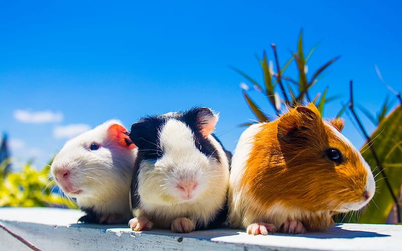 guinea pigs, trio, cute animals, pets, black and white guinea pig, small animals, funny animals, rodents, HD wallpaper