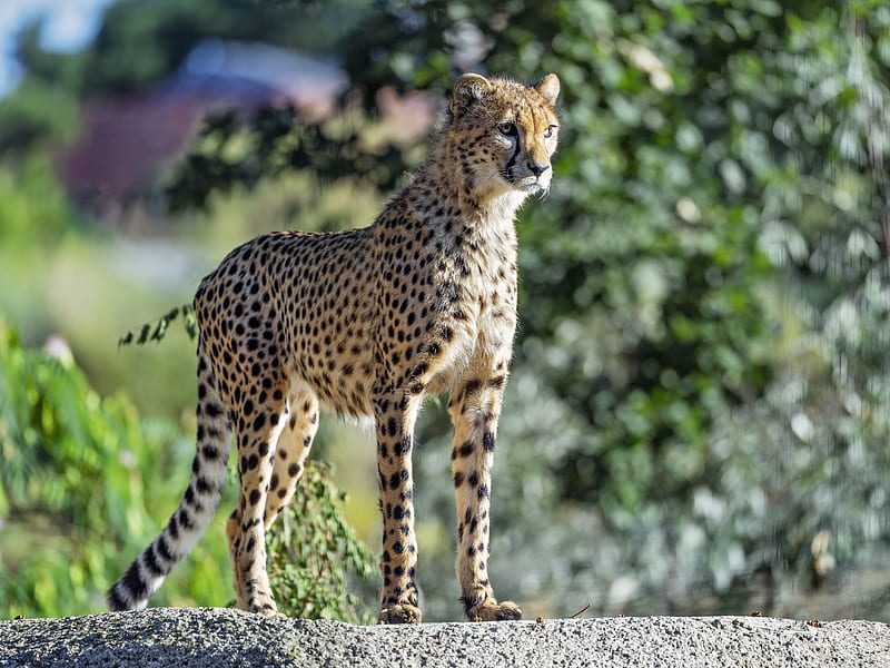 cheetah, big cat, eyes, predator, stone, HD wallpaper