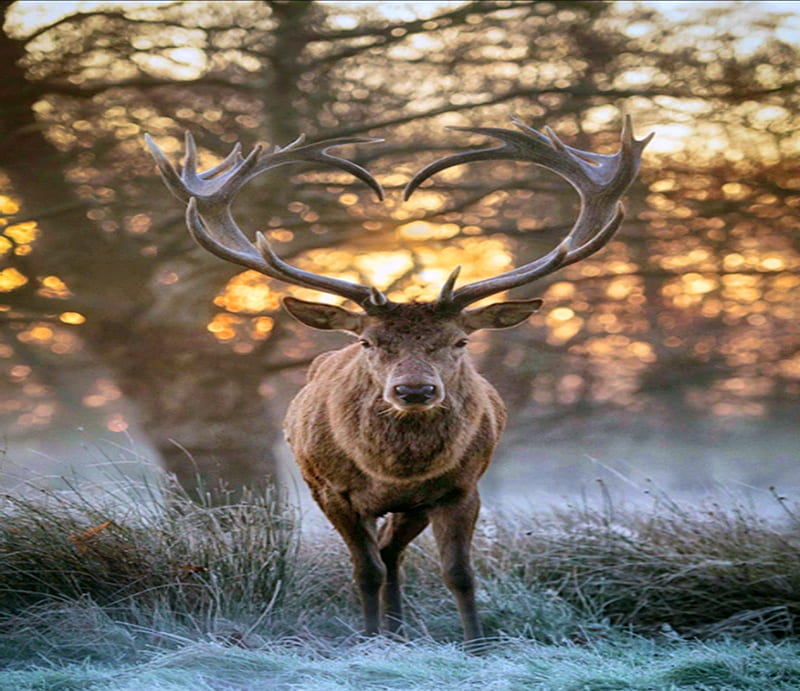 Buck, forest, antlers, heart, deer, HD wallpaper