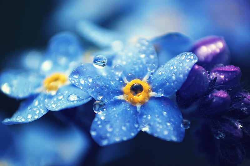 Forget Me Not Purple Water Drops Macro Flower Dew Yellow Blue Hd Wallpaper Peakpx