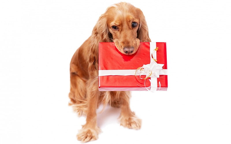 For you!, red, craciun, christmas, gift, animal, cute, funny, white, dog, HD wallpaper