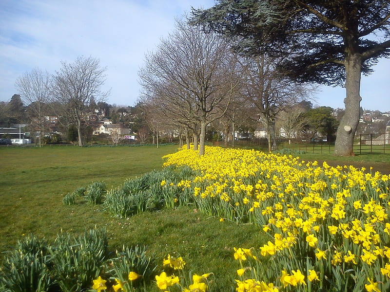 Daffodils at Torre Abbey, torquay, devon, daffodils, flowers, tower, trees, HD wallpaper