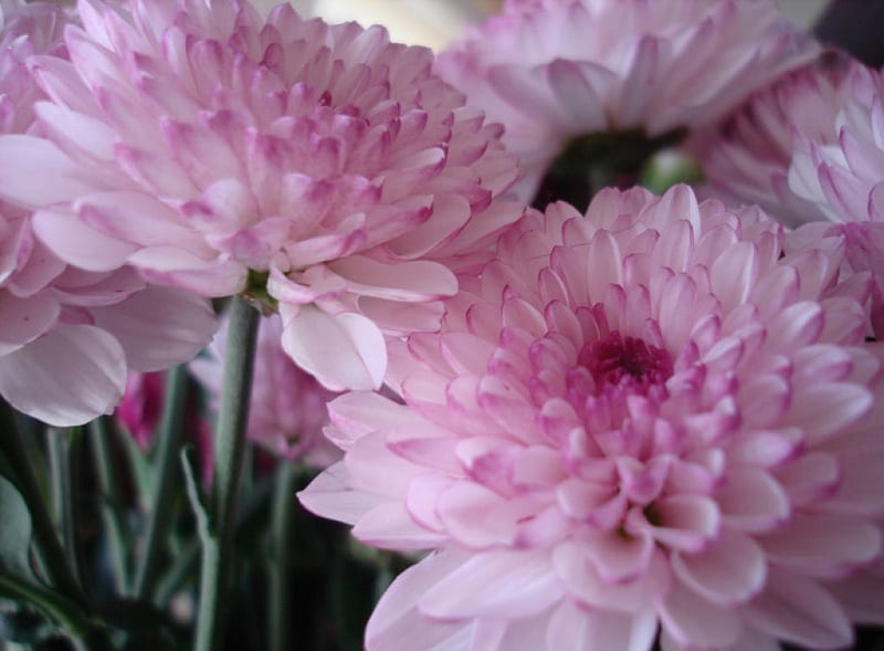 Chrysanthemums, pink flowers, soft, delicate pink, dahlias, pale pink, flowers, beauty, nature, pink dahlias, HD wallpaper