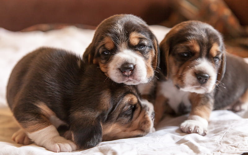 beagle, little dogs, little puppies, cute animals, dog breeds, beagle puppies, HD wallpaper