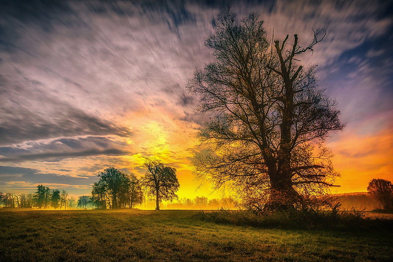 Spring Trees and Sunset, HD wallpaper