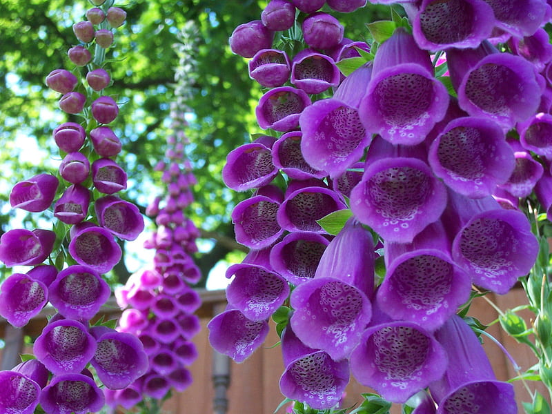 Bells, beautiful, blossom, gloves, green, flowers, beauty, amazing, colorfull, spring, fox, purple, awesome, garden, nature, HD wallpaper