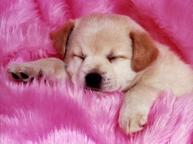 Sleeping pup, cute, pink, puppy, HD wallpaper