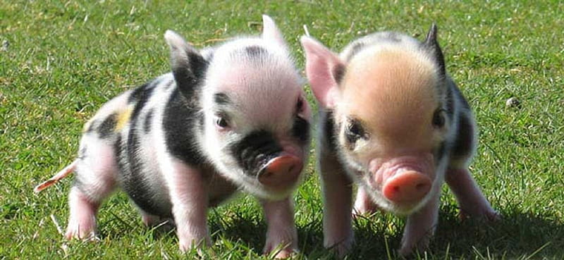 pigies, black and white, pigs, miniature, grass, HD wallpaper