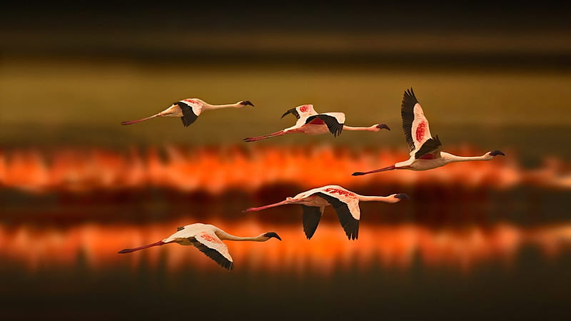 Greater flamingos flying at sunset, Sinset, Tanzania, Africa, Birds, HD wallpaper