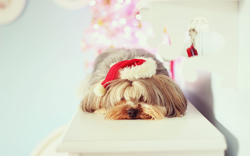 yorkshire terrier, New Year, Christmas, year of the dog, pets, HD wallpaper