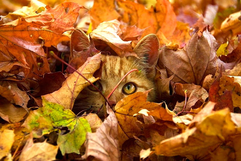 Autumn Cat, Fall, leaves, cat, Autumn, HD wallpaper