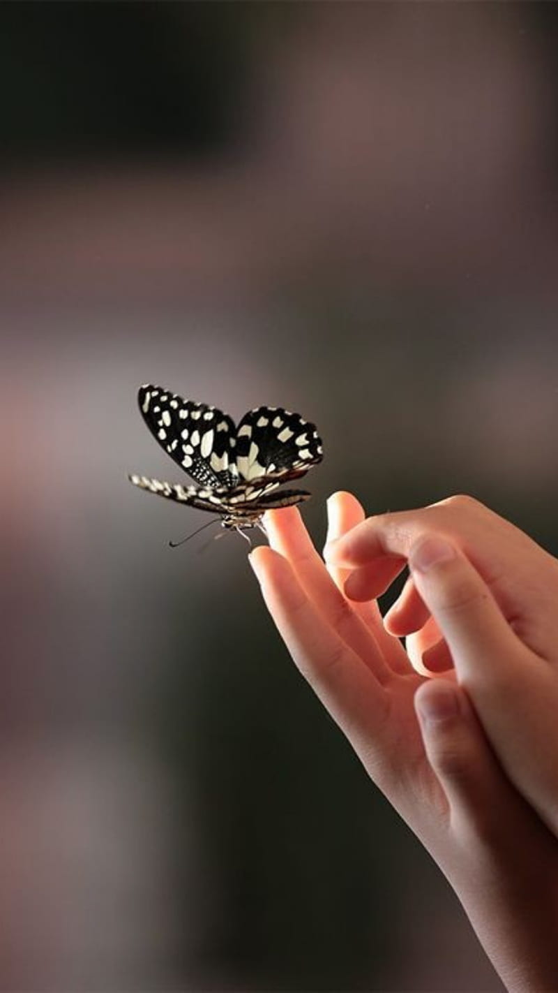 Butterfly, beautiful, pretty, nature, little butterfly, HD phone ...