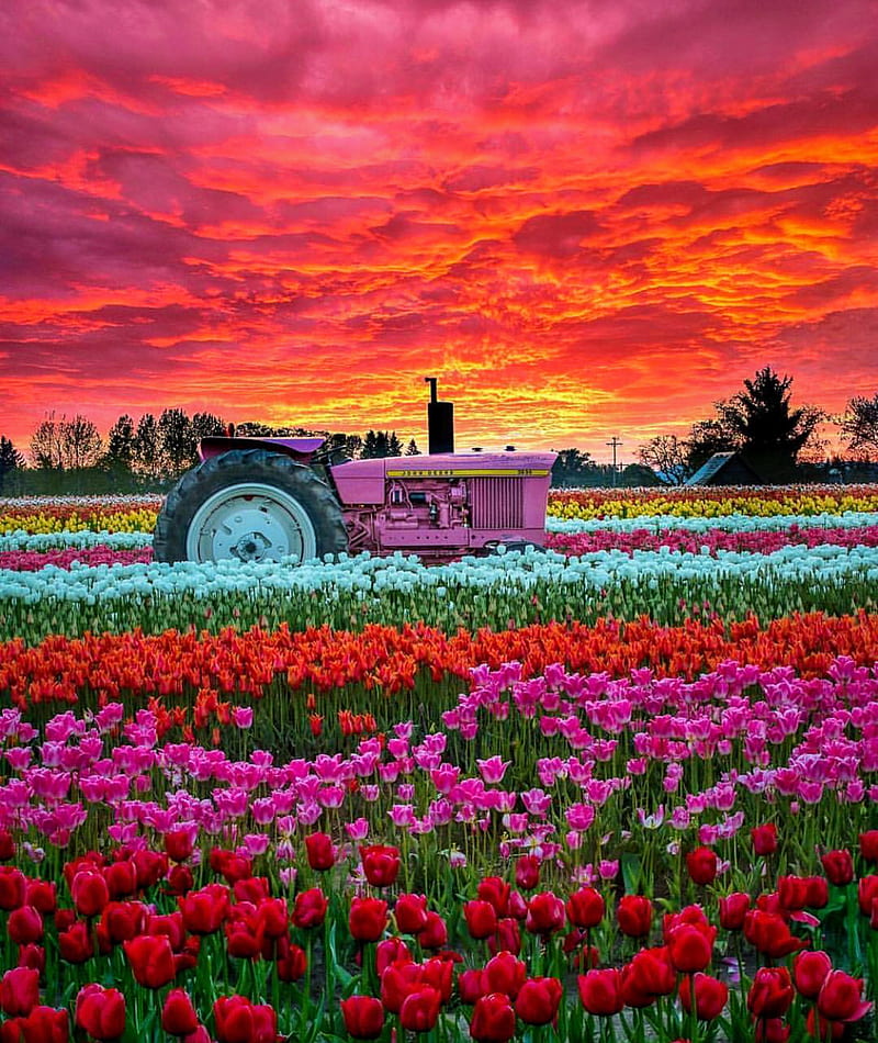 Tulip field, case, fall, farm, farming, flower, good, morning, nature, tulip farm, HD phone wallpaper