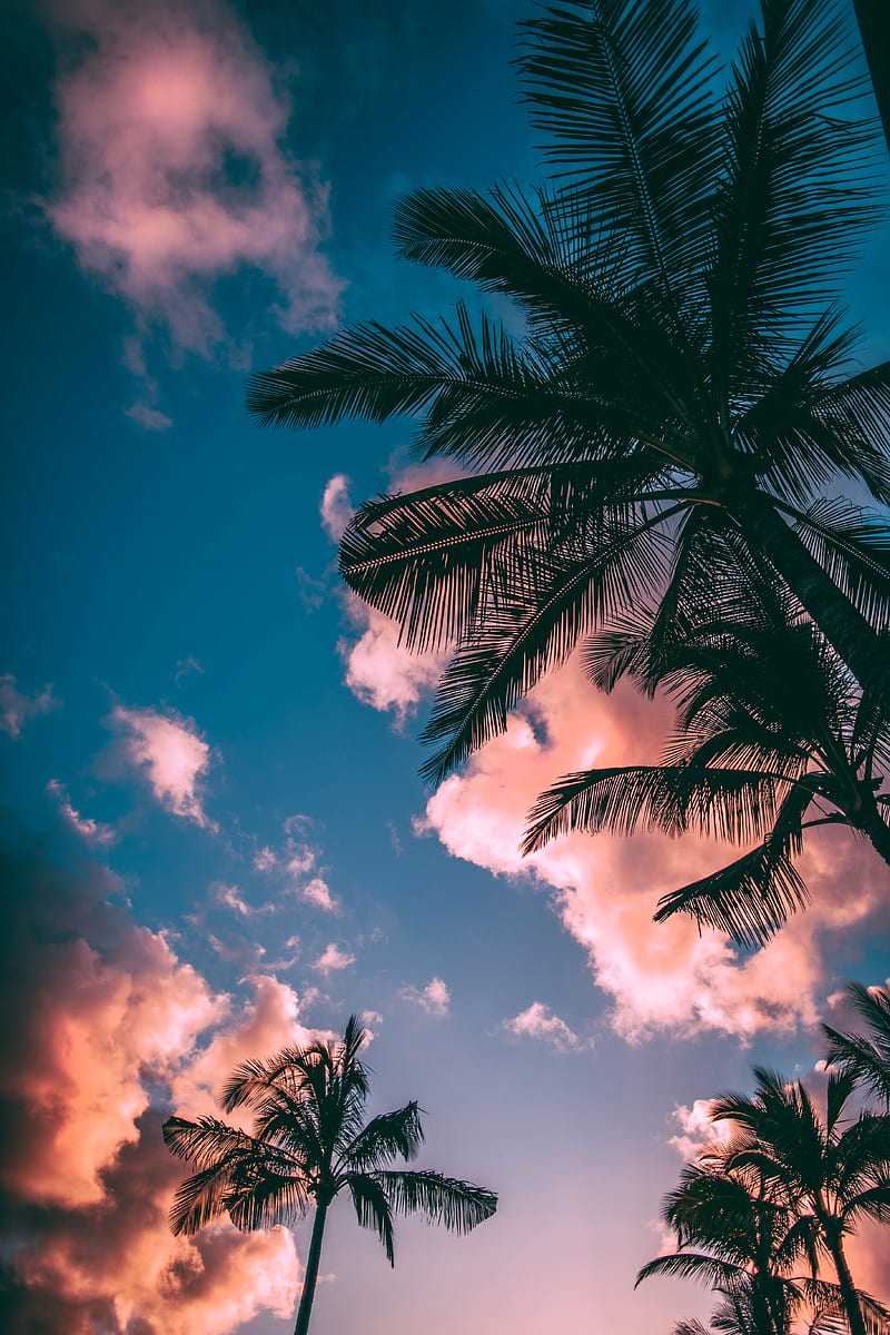low-angle graph of palm trees, HD phone wallpaper