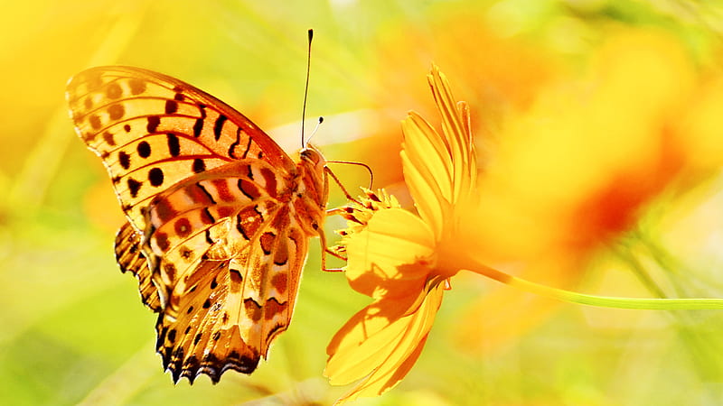 Yellow Brown Dots Designed Butterfly On Yellow Flower Green Yellow Blur  Background Butterfly, HD wallpaper | Peakpx