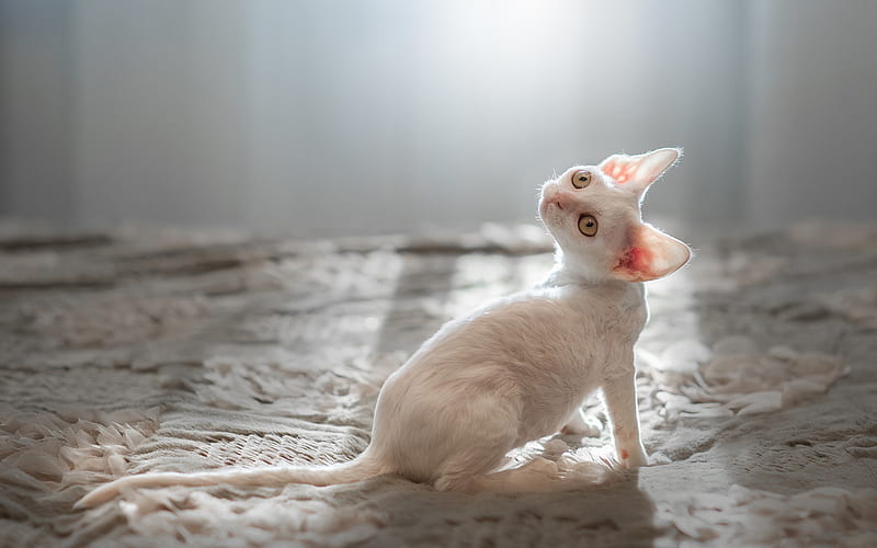 Cornish Rex, white short-haired cat, pets, cute animals, cat in bed, breed of domestic cats, HD wallpaper
