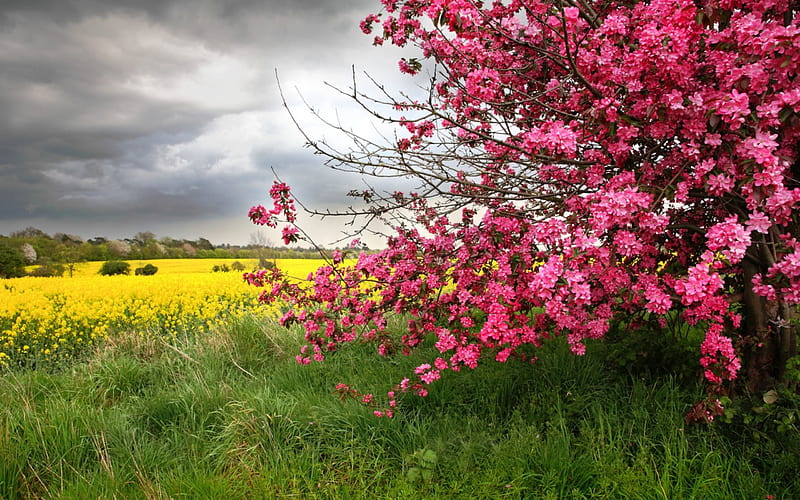 Spring arriving, rape, trees, field, blossoms, yellow, pink, HD wallpaper