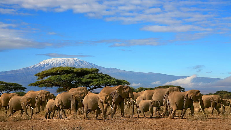 Gorgeous Herd of Elephants, Elephants, Wildlife, Deserts, Animals, HD wallpaper