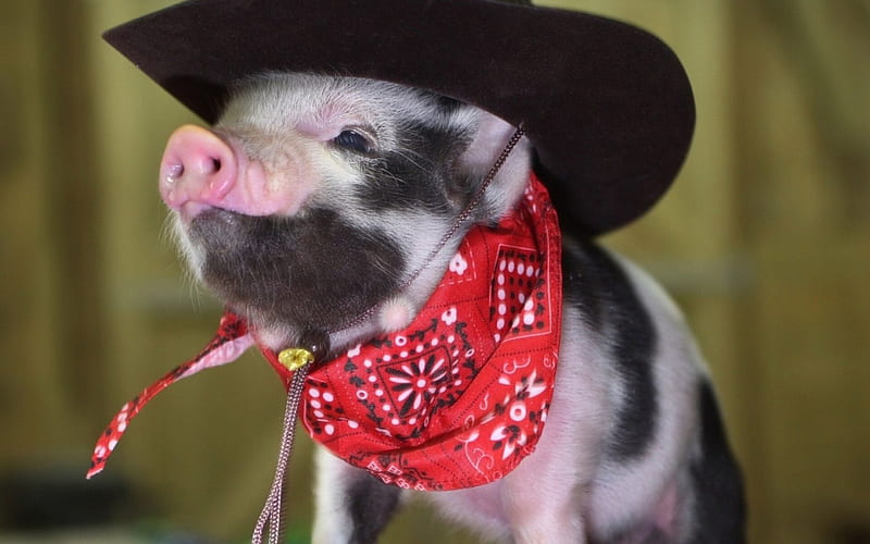 Cowboy piglet, red, black, animal, hat, cute, spot, scarf, funny, cowboy, pink, HD wallpaper