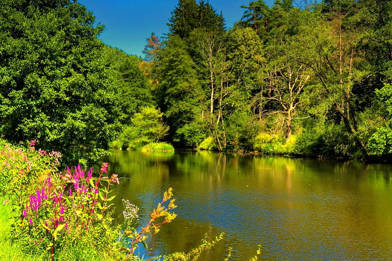 Forest pond, pretty, shore, bonito, nice, green, flowers, forest, quiet ...