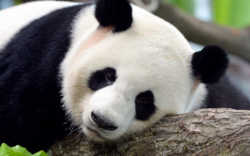 Jiao Quing, panda, cute animals, zoo, pandas, HD wallpaper