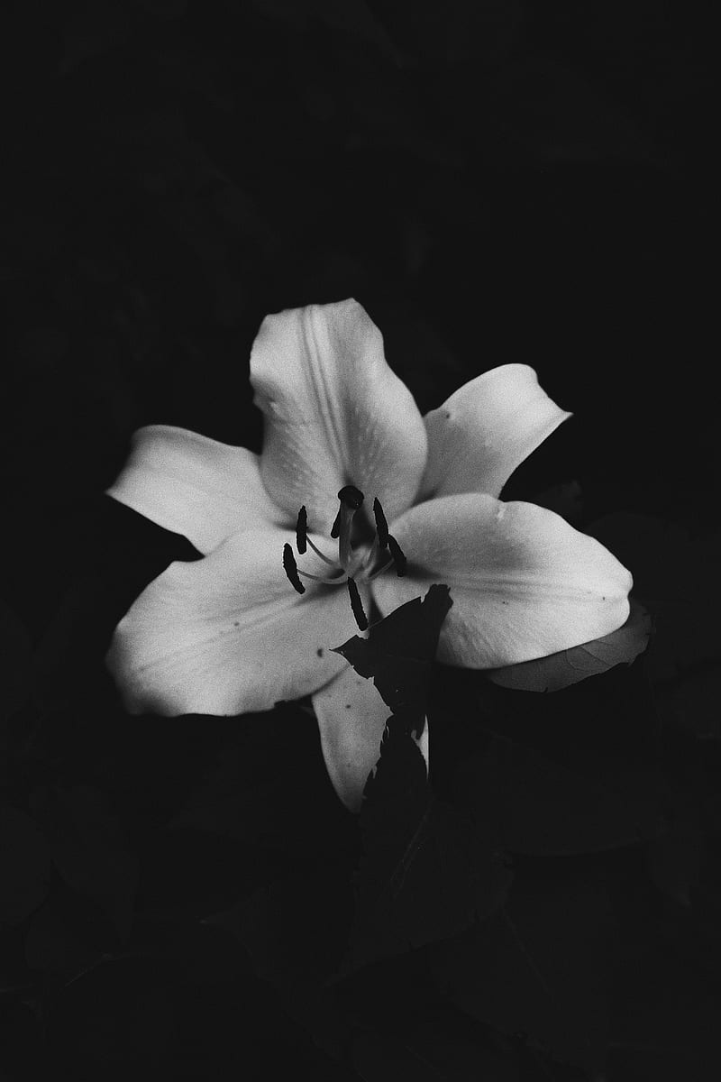 stock of , beautiful flower, black, black and white, bloom, bluebell, bright, calla, calla lily, contrast, decoration, delicate, disjunct, elegance, elegant, flora, flower, harmony, leaf, lily, love, nahansicht, outside, Seed of Life, HD phone wallpaper