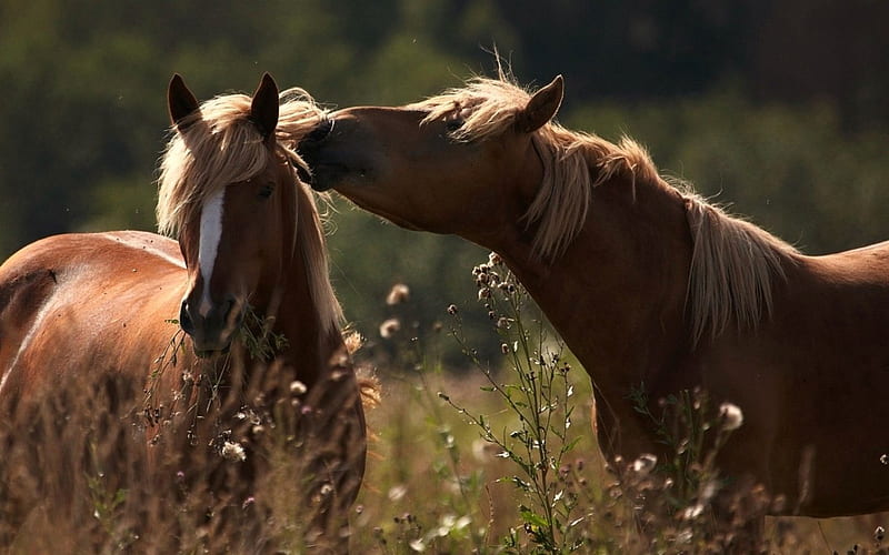 'Whisper sweet nothings in your ear'...., beauties, animals, horses, wild, HD wallpaper