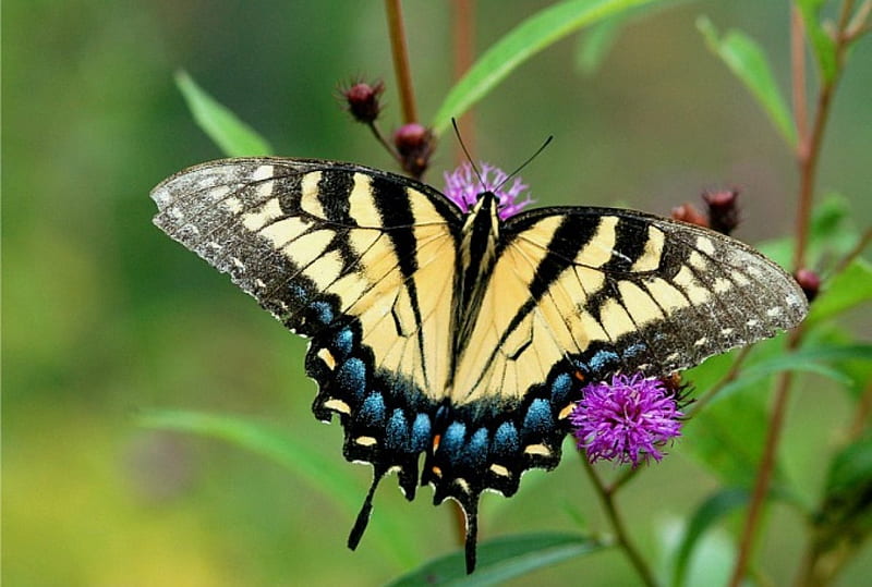 Iep tiger swallowtail, flower, pollinates, purple, pinbk, HD wallpaper