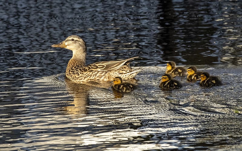 Duck Family, ducks, birds, family, ducklings, water, HD wallpaper