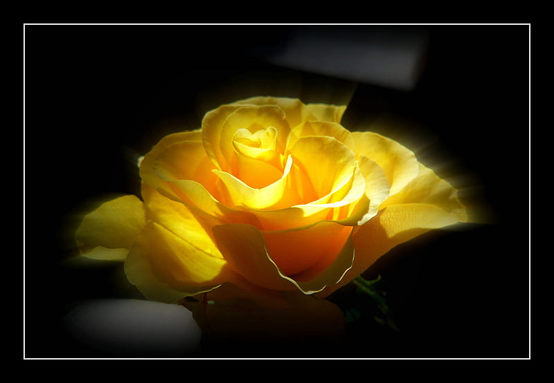 rosa amarilla, grafía, rosa, amor, flor, flores, negro, rosas, Fondo de pantalla HD