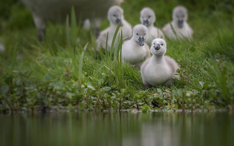 Swan babies, cute, bird, green, grass, pasare, gris, swan, baby, HD wallpaper