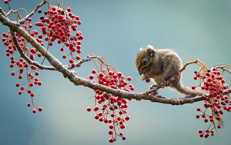 :), fruit, red, cute, berry, mouse, gopher of berdmore, rodent, animal, HD wallpaper