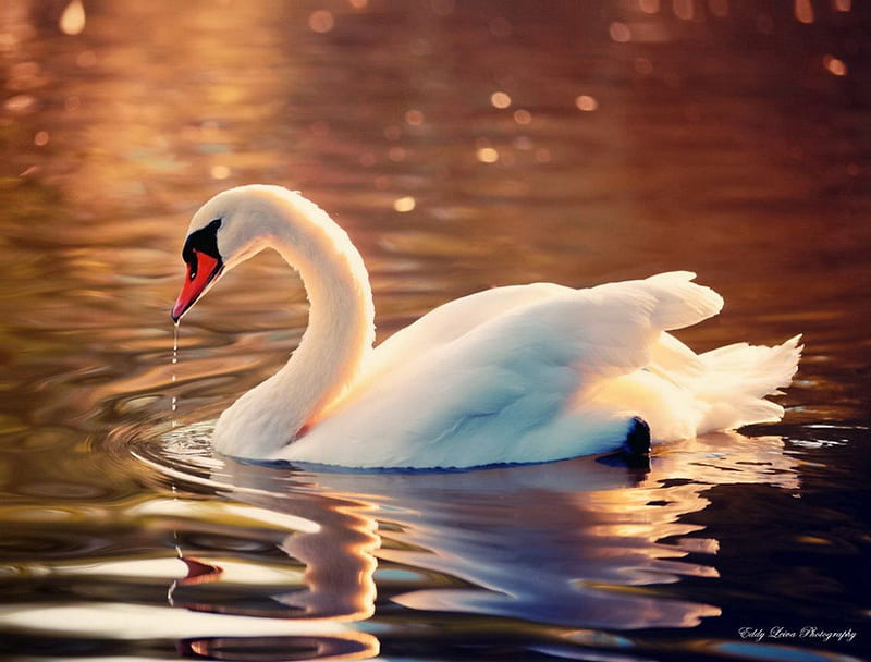 Gracefully, glow, lovely, bonito, park, swan, lake, pond, nice, water, beauty, reflection, gorgeous, HD wallpaper