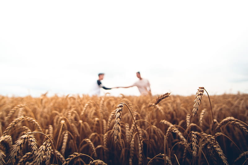 two persons standing on wheat field, HD wallpaper
