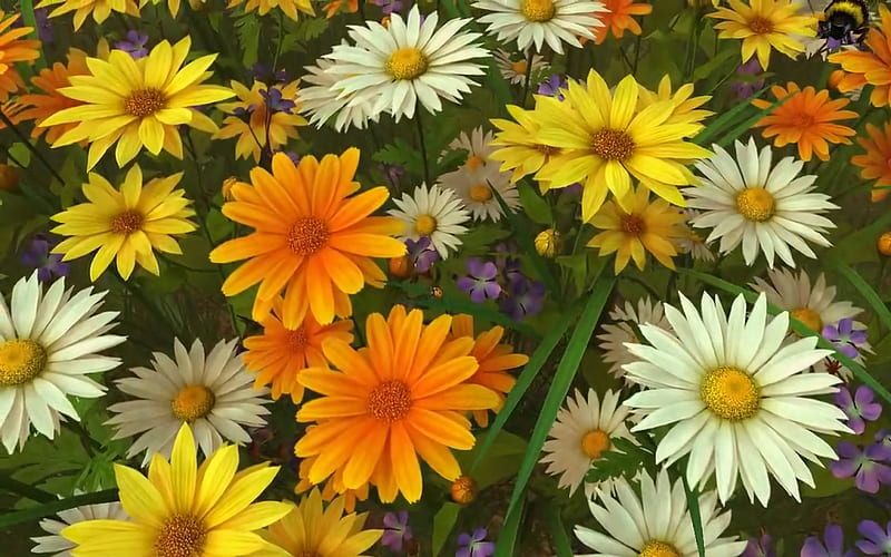 Colorful Daisies, yellow, daisies, white, orange, HD wallpaper | Peakpx