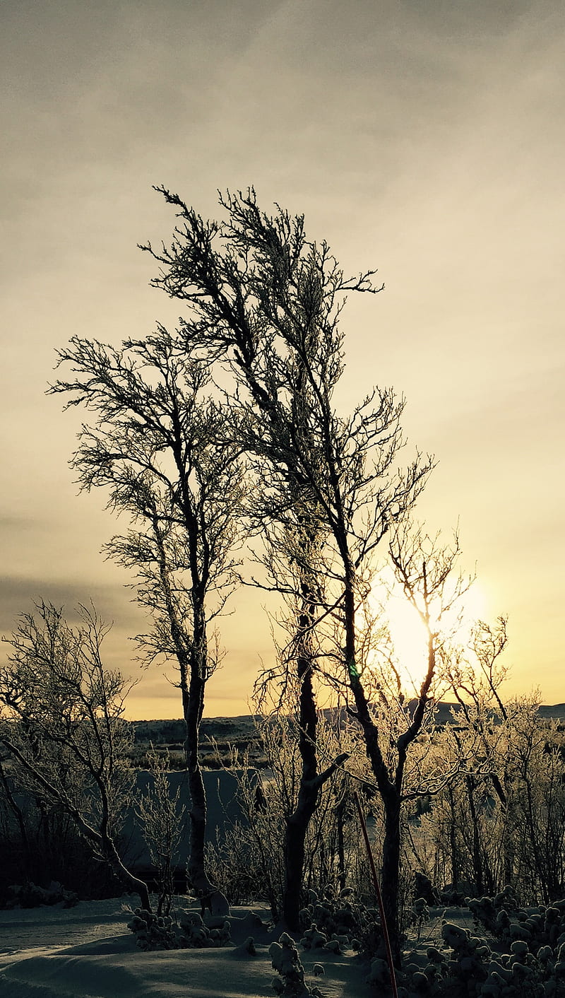 Sunset, bonito, nature, snow, sun, trees, winter, yellow, HD phone wallpaper
