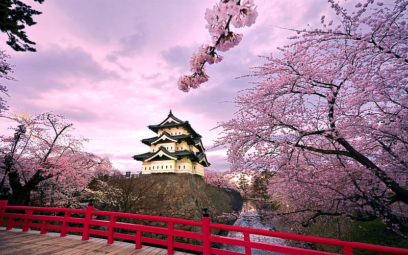 cherry blossoms japan-spring Album, HD wallpaper