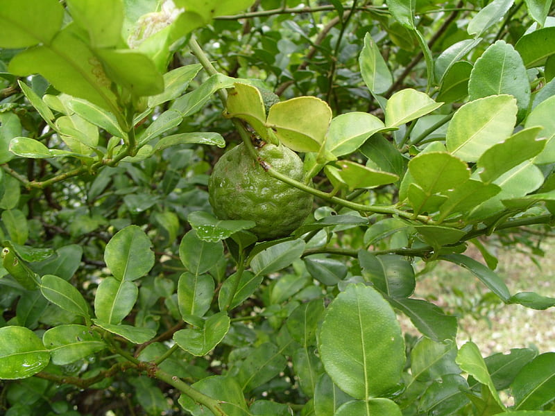 Kaffir lime Citrus Hystrix, Fruit, Bush, Thailand, Kaffir Lime, HD wallpaper