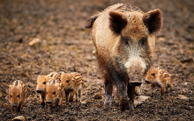 wild boars, family, wildlife, small boars, forest inhabitants, forest, HD wallpaper