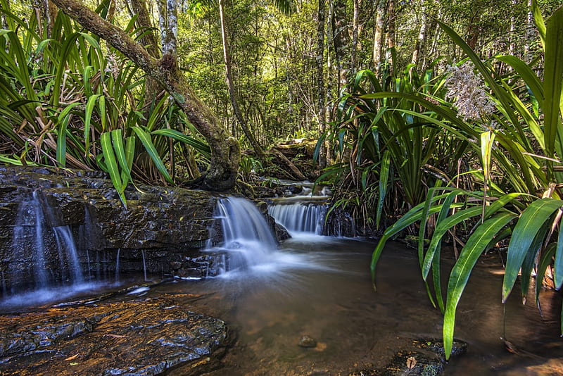 Twin Falls, Queensland, Australia, Springbrook National Park, forest, water, trees, River, HD wallpaper